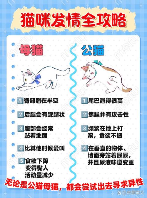 猫咪发情的季节_猫 发情期是什么时候-第6张图片-后鲨宠物 猫咪发情的季节_猫 发情期是什么时候-第6张图片-后鲨宠物