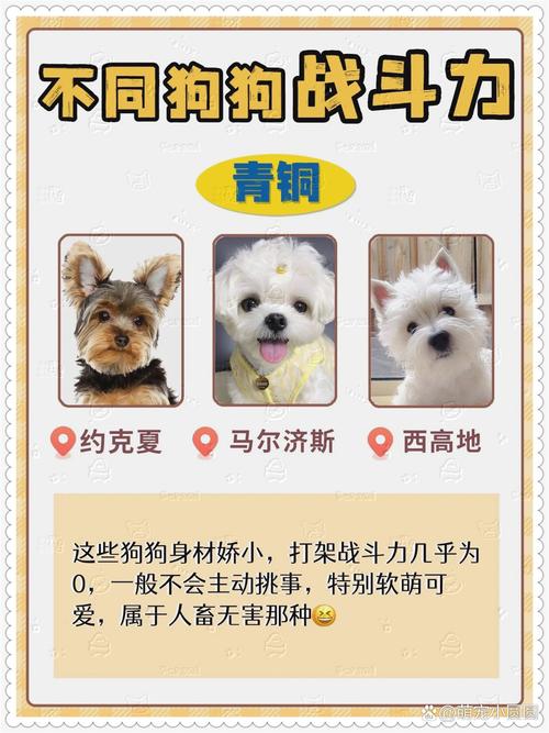 狗狗怕人怎么办_狗怕人咋办-第3张图片-后鲨宠物 狗狗怕人怎么办_狗怕人咋办-第3张图片-后鲨宠物