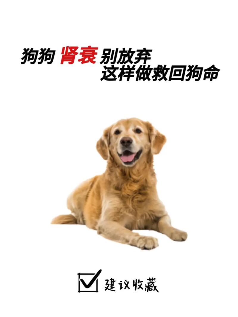 狗狗肝功能受损怎么办,狗狗肝功能衰竭怎么办?-第2张图片-后鲨宠物 狗狗肝功能受损怎么办,狗狗肝功能衰竭怎么办?-第2张图片-后鲨宠物