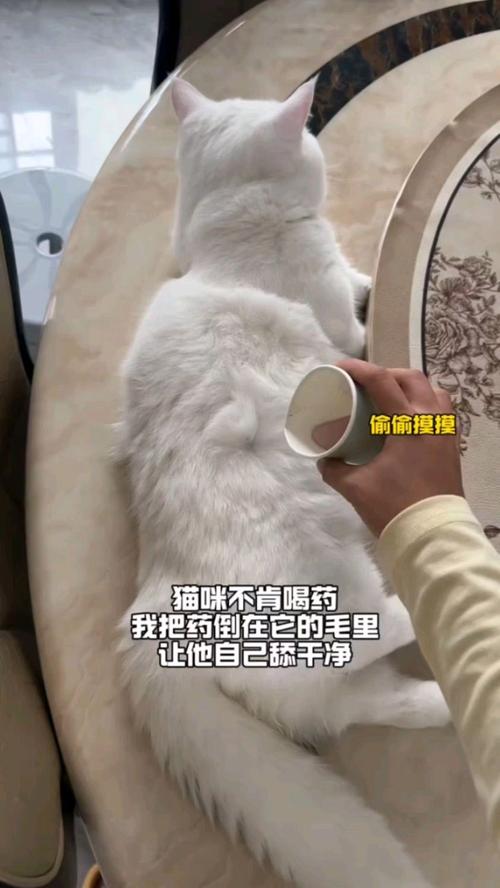 猫咪不喝药怎么办,猫不吃药怎么办有什么好办法吗-第1张图片-后鲨宠物 猫咪不喝药怎么办,猫不吃药怎么办有什么好办法吗-第1张图片-后鲨宠物