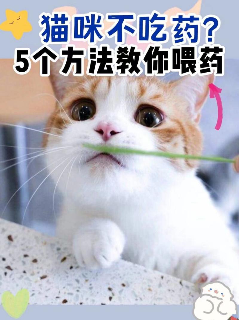 猫咪不喝药怎么办,猫不吃药怎么办有什么好办法吗-第5张图片-后鲨宠物 猫咪不喝药怎么办,猫不吃药怎么办有什么好办法吗-第5张图片-后鲨宠物