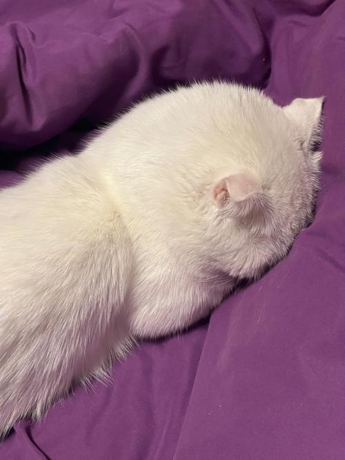 猫咪一直睡觉正常吗,猫一天要睡多久-第6张图片-后鲨宠物 猫咪一直睡觉正常吗,猫一天要睡多久-第6张图片-后鲨宠物