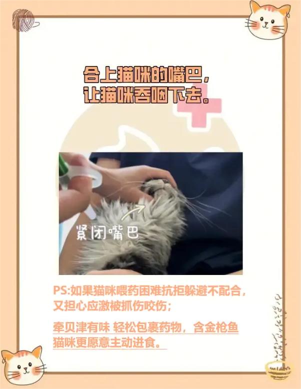 怎么给猫咪喂药_怎么给猫咪喂药颗粒-第2张图片-后鲨宠物 怎么给猫咪喂药_怎么给猫咪喂药颗粒-第2张图片-后鲨宠物
