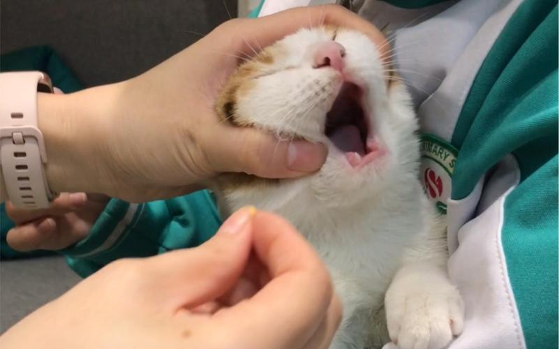 怎么给猫咪喂药_怎么给猫咪喂药颗粒-第6张图片-后鲨宠物 怎么给猫咪喂药_怎么给猫咪喂药颗粒-第6张图片-后鲨宠物