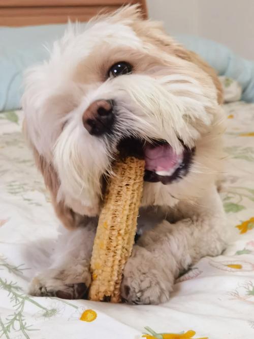 狗狗吃玉米棒会怎么样,狗狗吃玉米把玉米棒子吃了,要紧不-第1张图片-后鲨宠物 狗狗吃玉米棒会怎么样,狗狗吃玉米把玉米棒子吃了,要紧不-第1张图片-后鲨宠物