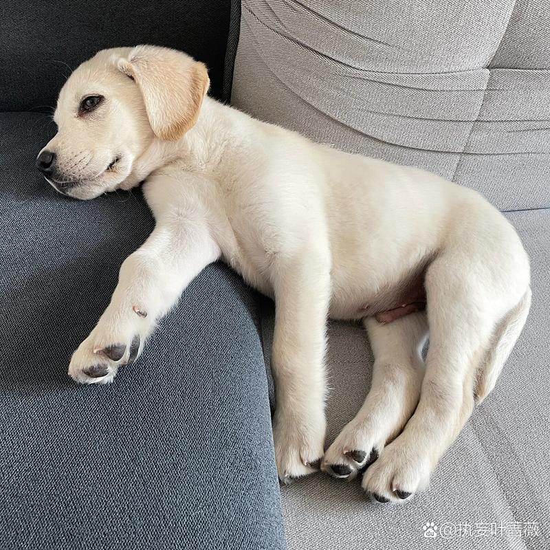 狗狗打完疫苗吐了怎么回事,狗狗打完疫苗吐了怎么回事啊?-第5张图片-后鲨宠物 狗狗打完疫苗吐了怎么回事,狗狗打完疫苗吐了怎么回事啊?-第5张图片-后鲨宠物