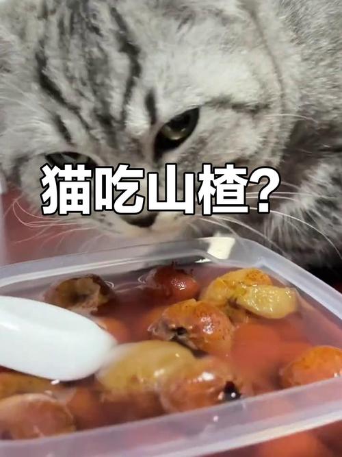 猫咪能吃山楂吗,猫咪能吃山楂吗会死吗-第4张图片-后鲨宠物 猫咪能吃山楂吗,猫咪能吃山楂吗会死吗-第4张图片-后鲨宠物