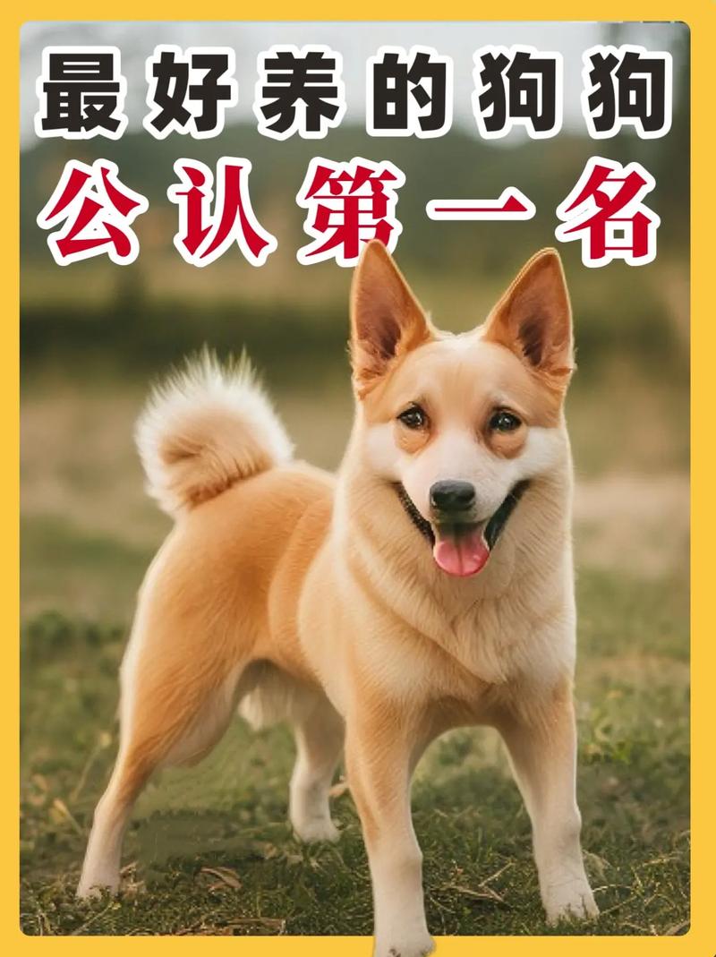 好养的狗狗排名_十种好养的狗-第2张图片-后鲨宠物 好养的狗狗排名_十种好养的狗-第2张图片-后鲨宠物