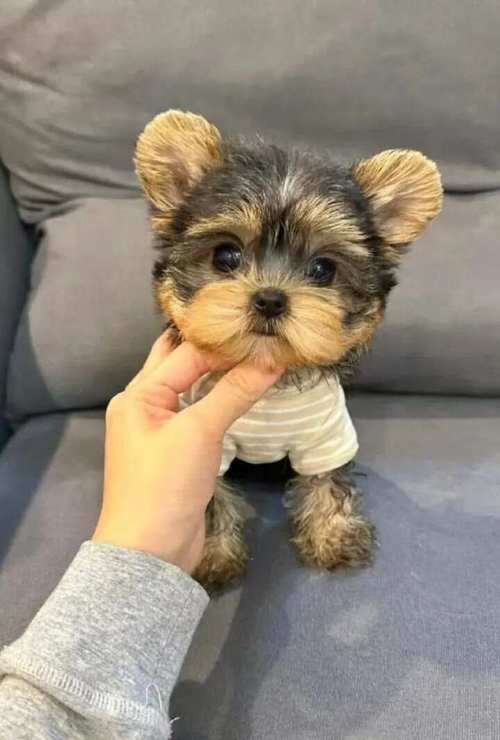 好养的狗狗排名_十种好养的狗-第5张图片-后鲨宠物 好养的狗狗排名_十种好养的狗-第5张图片-后鲨宠物