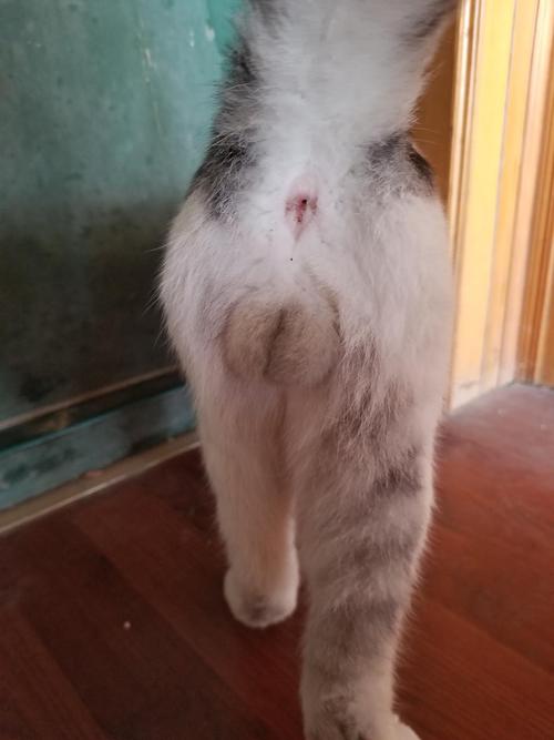 猫咪屁股臭臭的,猫咪屁股臭臭的是什么情况?-第1张图片-后鲨宠物 猫咪屁股臭臭的,猫咪屁股臭臭的是什么情况?-第1张图片-后鲨宠物