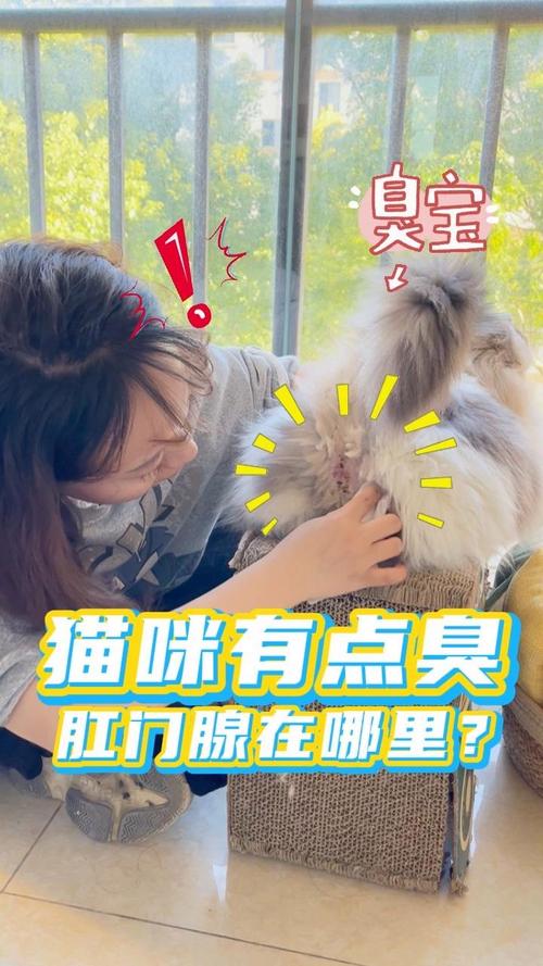 猫咪屁股臭臭的,猫咪屁股臭臭的是什么情况?-第3张图片-后鲨宠物 猫咪屁股臭臭的,猫咪屁股臭臭的是什么情况?-第3张图片-后鲨宠物