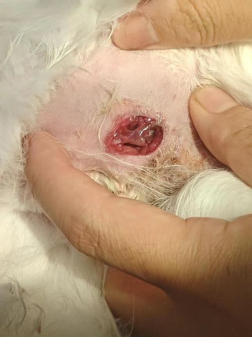 猫咪屁股臭臭的,猫咪屁股臭臭的是什么情况?-第4张图片-后鲨宠物 猫咪屁股臭臭的,猫咪屁股臭臭的是什么情况?-第4张图片-后鲨宠物