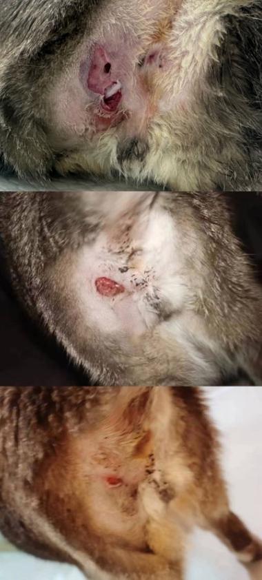 猫咪屁股臭臭的,猫咪屁股臭臭的是什么情况?-第5张图片-后鲨宠物 猫咪屁股臭臭的,猫咪屁股臭臭的是什么情况?-第5张图片-后鲨宠物