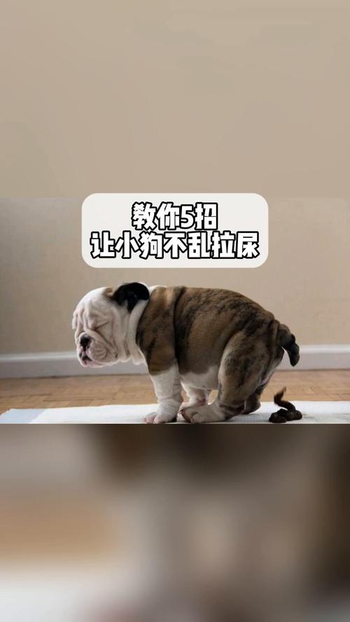 怎么教狗狗拉屎拉尿,怎么教狗狗拉粑粑?-第3张图片-后鲨宠物 怎么教狗狗拉屎拉尿,怎么教狗狗拉粑粑?-第3张图片-后鲨宠物