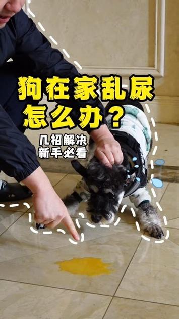 怎么教狗狗拉屎拉尿,怎么教狗狗拉粑粑?-第6张图片-后鲨宠物 怎么教狗狗拉屎拉尿,怎么教狗狗拉粑粑?-第6张图片-后鲨宠物