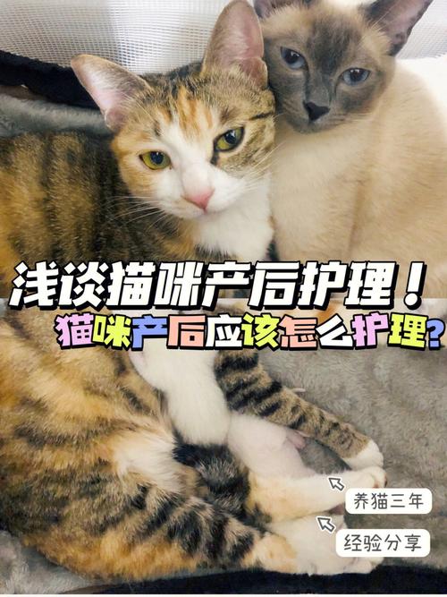 怎么帮猫咪助产_怎么帮猫咪助产视频-第4张图片-后鲨宠物 怎么帮猫咪助产_怎么帮猫咪助产视频-第4张图片-后鲨宠物