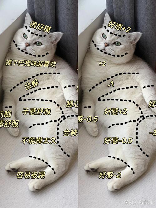 怎么帮猫咪助产_怎么帮猫咪助产视频-第3张图片-后鲨宠物 怎么帮猫咪助产_怎么帮猫咪助产视频-第3张图片-后鲨宠物