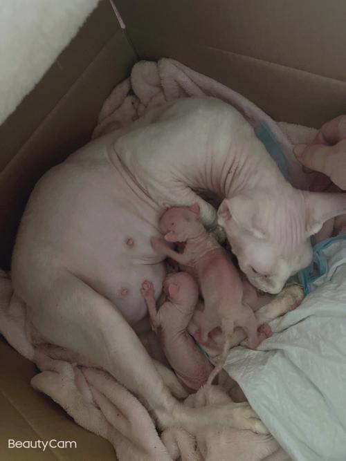 怎么帮猫咪助产_怎么帮猫咪助产视频-第5张图片-后鲨宠物 怎么帮猫咪助产_怎么帮猫咪助产视频-第5张图片-后鲨宠物