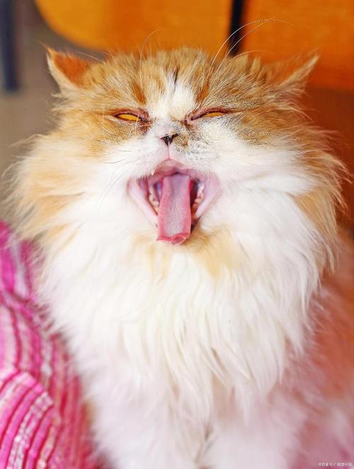 猫咪热的吐舌头怎么办,猫热的吐舌头有事吗-第1张图片-后鲨宠物 猫咪热的吐舌头怎么办,猫热的吐舌头有事吗-第1张图片-后鲨宠物