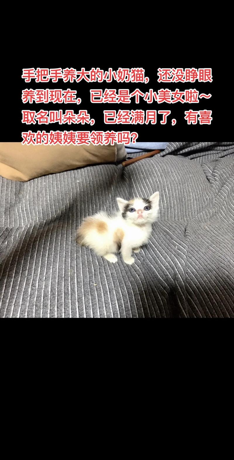 小猫咪总叫唤是怎么了_小猫咪总叫怎么办-第3张图片-后鲨宠物