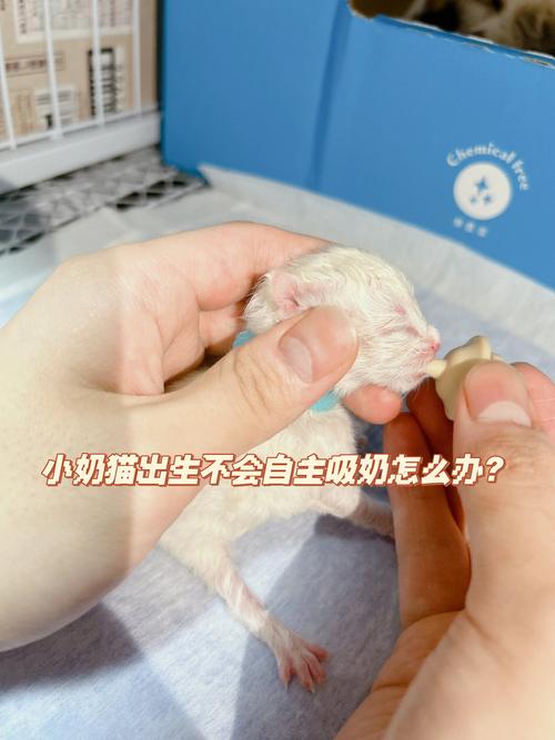 小猫咪总叫唤是怎么了_小猫咪总叫怎么办-第4张图片-后鲨宠物