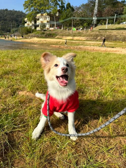 狗狗叛逆期怎么办_狗狗叛逆期持续到多大-第1张图片-后鲨宠物 狗狗叛逆期怎么办_狗狗叛逆期持续到多大-第1张图片-后鲨宠物