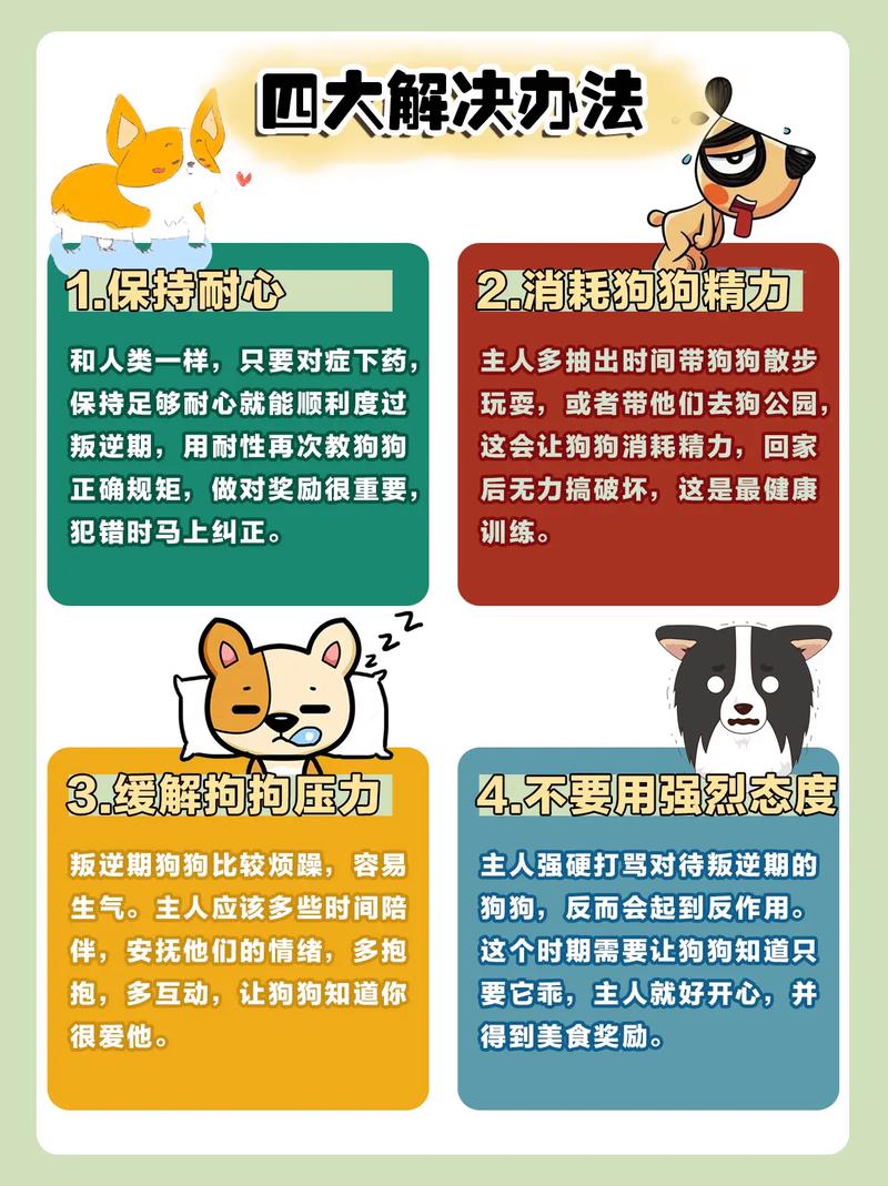 狗狗叛逆期怎么办_狗狗叛逆期持续到多大-第5张图片-后鲨宠物 狗狗叛逆期怎么办_狗狗叛逆期持续到多大-第5张图片-后鲨宠物