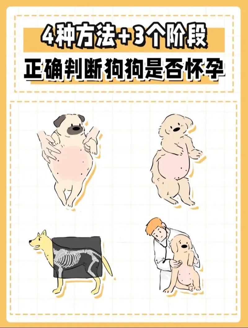 怎么确定狗狗怀孕了,怎么确定狗狗怀孕了宠物狗呢-第6张图片-后鲨宠物 怎么确定狗狗怀孕了,怎么确定狗狗怀孕了宠物狗呢-第6张图片-后鲨宠物