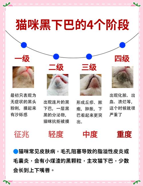 猫咪黑下巴什么样子,猫咪黑下巴是病吗-第1张图片-后鲨宠物 猫咪黑下巴什么样子,猫咪黑下巴是病吗-第1张图片-后鲨宠物