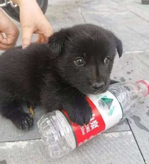 狗狗可以喝鲜牛奶吗,狗狗可以喝鲜牛奶么?-第2张图片-后鲨宠物 狗狗可以喝鲜牛奶吗,狗狗可以喝鲜牛奶么?-第2张图片-后鲨宠物