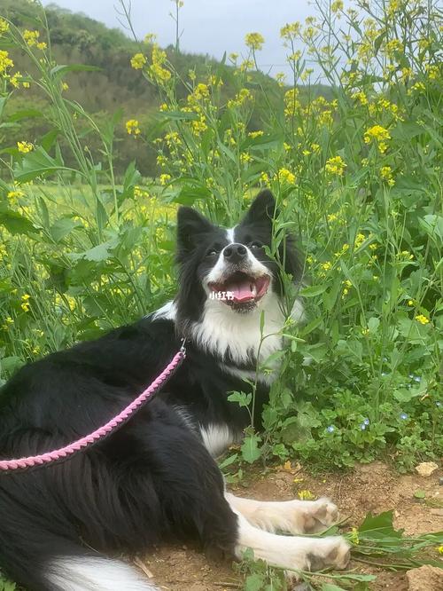 狗狗能吃油菜吗,狗狗可以吃小油菜-第2张图片-后鲨宠物 狗狗能吃油菜吗,狗狗可以吃小油菜-第2张图片-后鲨宠物