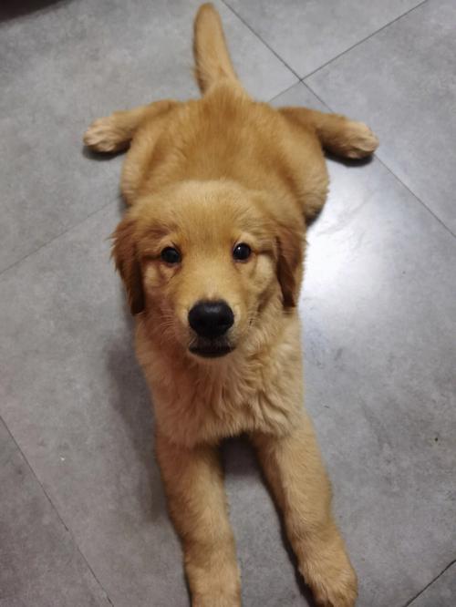 狗狗能吃油菜吗,狗狗可以吃小油菜-第6张图片-后鲨宠物 狗狗能吃油菜吗,狗狗可以吃小油菜-第6张图片-后鲨宠物