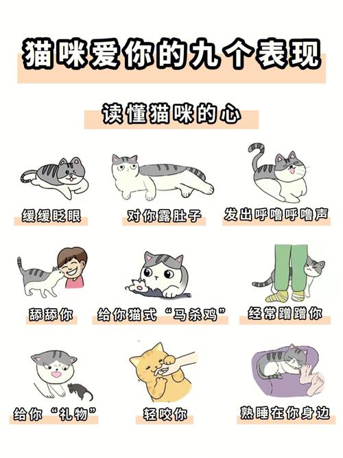 猫猫喜欢你的表现,猫咪喜欢你到不行的四个表现?-第1张图片-后鲨宠物 猫猫喜欢你的表现,猫咪喜欢你到不行的四个表现?-第1张图片-后鲨宠物