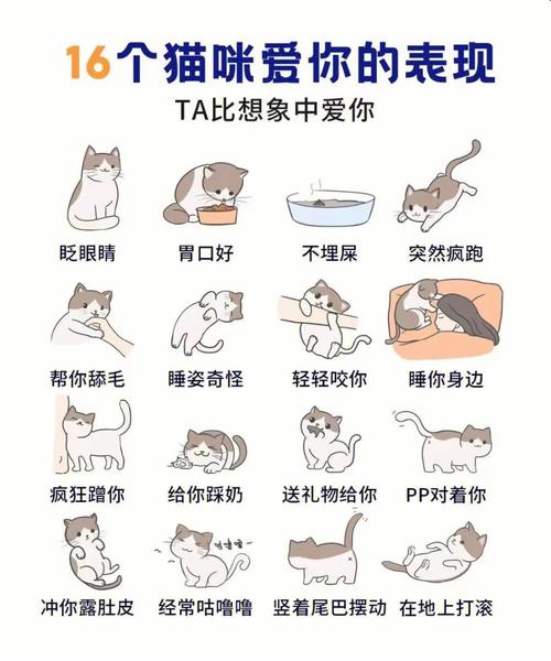 猫猫喜欢你的表现,猫咪喜欢你到不行的四个表现?-第2张图片-后鲨宠物 猫猫喜欢你的表现,猫咪喜欢你到不行的四个表现?-第2张图片-后鲨宠物