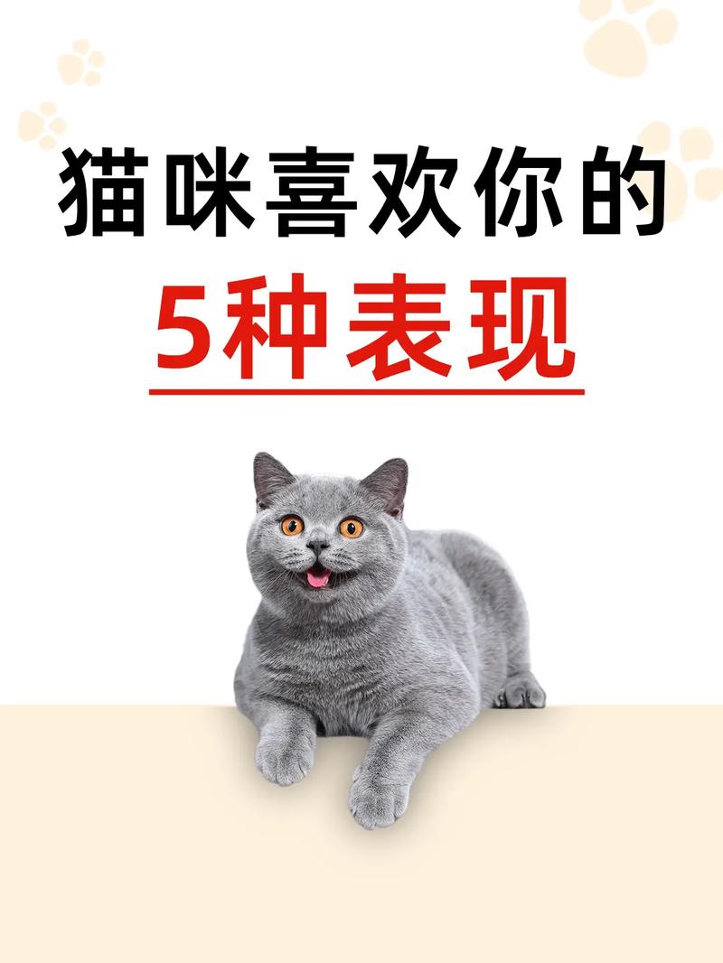 猫猫喜欢你的表现,猫咪喜欢你到不行的四个表现?-第3张图片-后鲨宠物 猫猫喜欢你的表现,猫咪喜欢你到不行的四个表现?-第3张图片-后鲨宠物