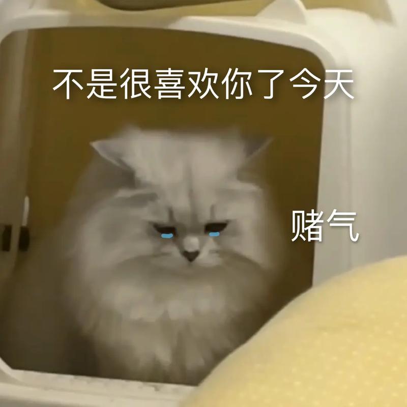 猫猫喜欢你的表现,猫咪喜欢你到不行的四个表现?-第5张图片-后鲨宠物 猫猫喜欢你的表现,猫咪喜欢你到不行的四个表现?-第5张图片-后鲨宠物