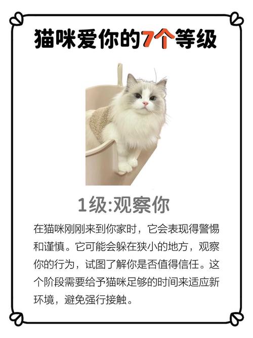 猫猫喜欢你的表现,猫咪喜欢你到不行的四个表现?-第6张图片-后鲨宠物 猫猫喜欢你的表现,猫咪喜欢你到不行的四个表现?-第6张图片-后鲨宠物