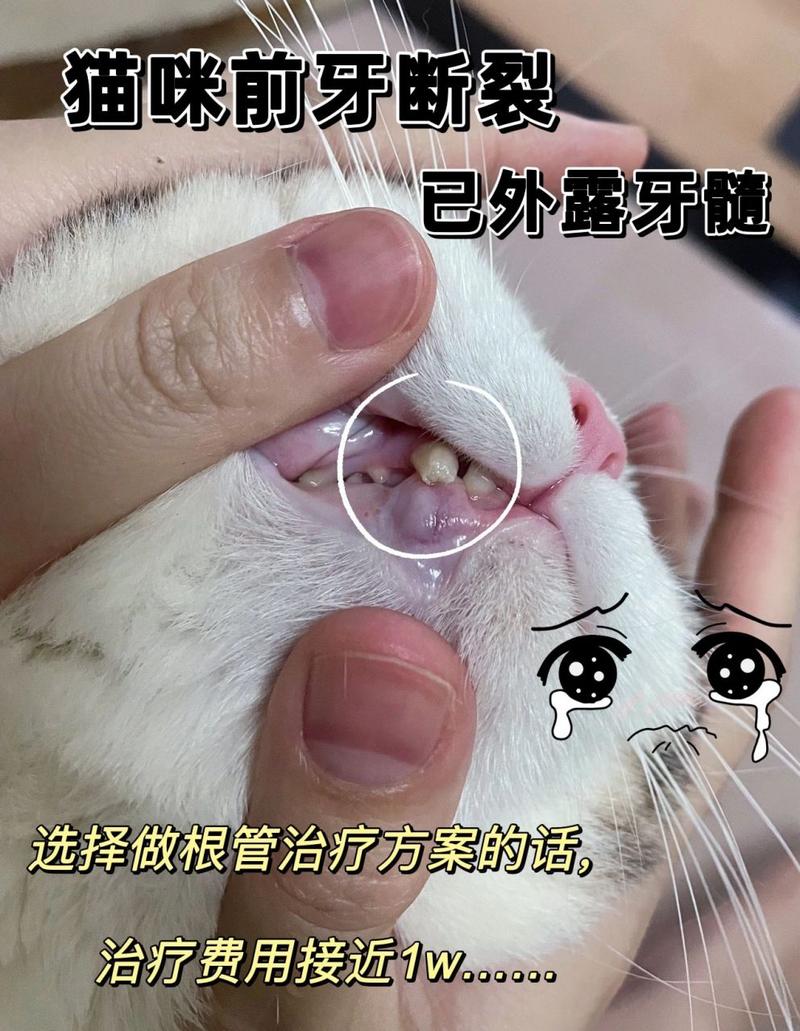 猫咪尖牙断了还会长吗_猫尖牙断了会长出来吗-第1张图片-后鲨宠物 猫咪尖牙断了还会长吗_猫尖牙断了会长出来吗-第1张图片-后鲨宠物