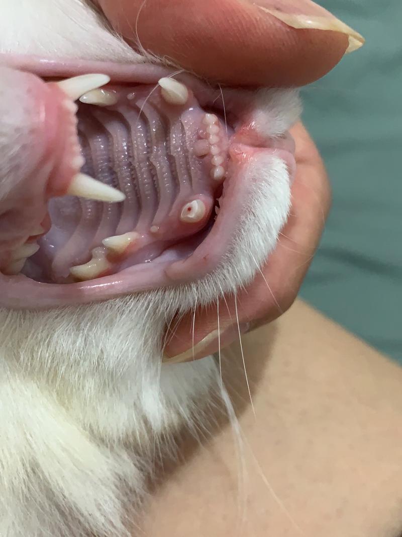 猫咪尖牙断了还会长吗_猫尖牙断了会长出来吗-第2张图片-后鲨宠物 猫咪尖牙断了还会长吗_猫尖牙断了会长出来吗-第2张图片-后鲨宠物