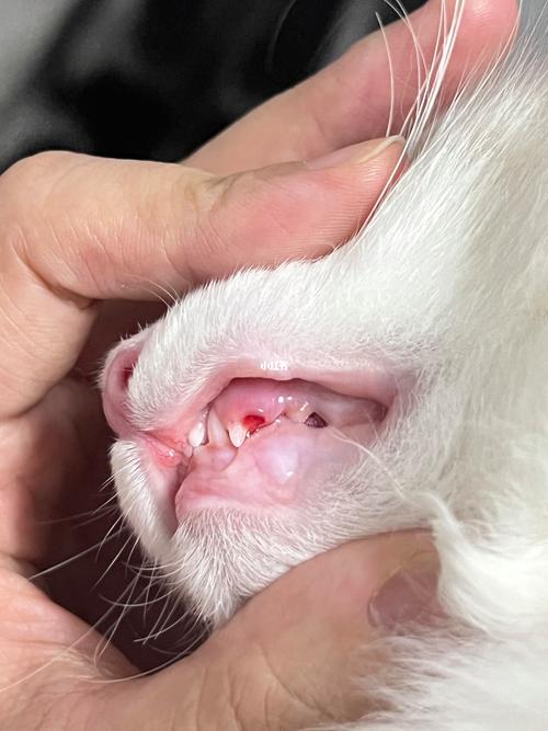 猫咪尖牙断了还会长吗_猫尖牙断了会长出来吗-第4张图片-后鲨宠物 猫咪尖牙断了还会长吗_猫尖牙断了会长出来吗-第4张图片-后鲨宠物