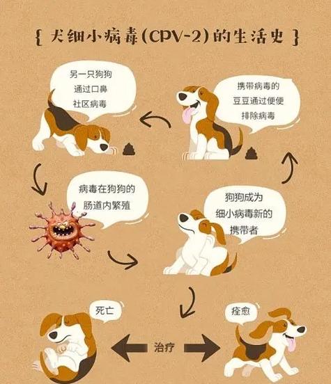 狗狗的细小会传染人吗_狗狗细小会传染给其他狗狗吗-第3张图片-后鲨宠物 狗狗的细小会传染人吗_狗狗细小会传染给其他狗狗吗-第3张图片-后鲨宠物