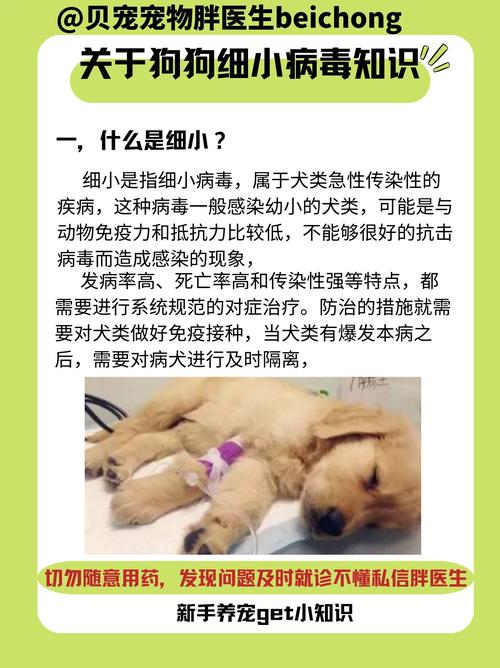 狗狗的细小会传染人吗_狗狗细小会传染给其他狗狗吗-第5张图片-后鲨宠物 狗狗的细小会传染人吗_狗狗细小会传染给其他狗狗吗-第5张图片-后鲨宠物