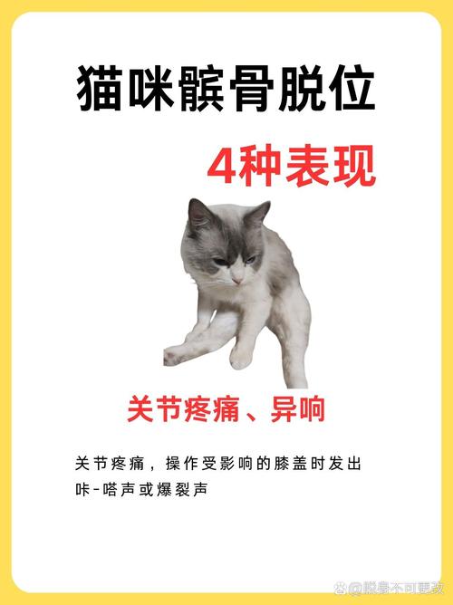 猫咪后腿脱臼症状,猫后腿脱臼了能自己恢复吗?-第1张图片-后鲨宠物 猫咪后腿脱臼症状,猫后腿脱臼了能自己恢复吗?-第1张图片-后鲨宠物