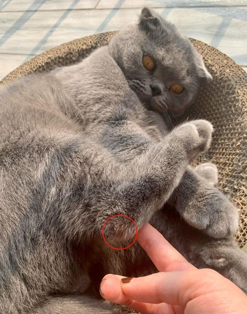 猫咪后腿脱臼症状,猫后腿脱臼了能自己恢复吗?-第2张图片-后鲨宠物 猫咪后腿脱臼症状,猫后腿脱臼了能自己恢复吗?-第2张图片-后鲨宠物