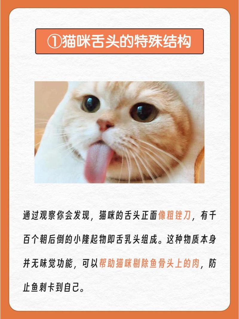 猫咪鱼刺卡喉咙几天自愈,猫咪鱼刺卡住喉咙怎么弄-第4张图片-后鲨宠物 猫咪鱼刺卡喉咙几天自愈,猫咪鱼刺卡住喉咙怎么弄-第4张图片-后鲨宠物