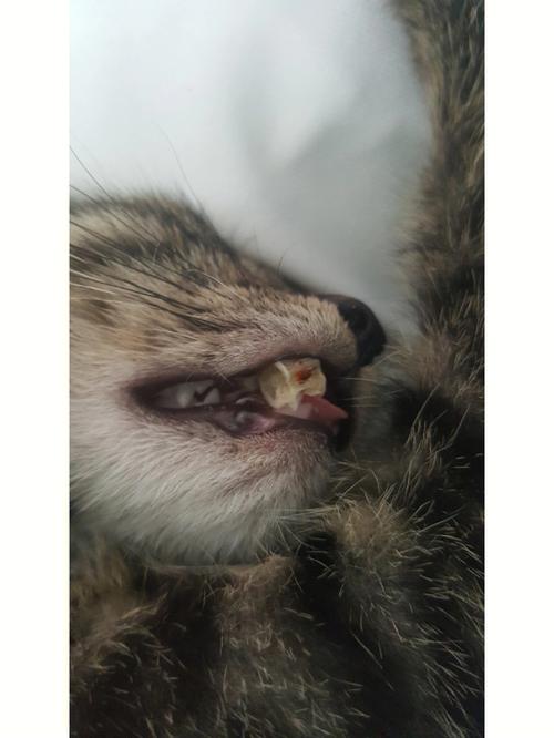 猫咪鱼刺卡喉咙几天自愈,猫咪鱼刺卡住喉咙怎么弄-第5张图片-后鲨宠物 猫咪鱼刺卡喉咙几天自愈,猫咪鱼刺卡住喉咙怎么弄-第5张图片-后鲨宠物