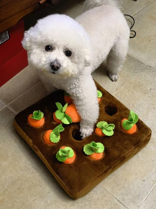 小狗狗喜欢玩什么玩具_小狗最爱玩什么玩具-第1张图片-后鲨宠物 小狗狗喜欢玩什么玩具_小狗最爱玩什么玩具-第1张图片-后鲨宠物