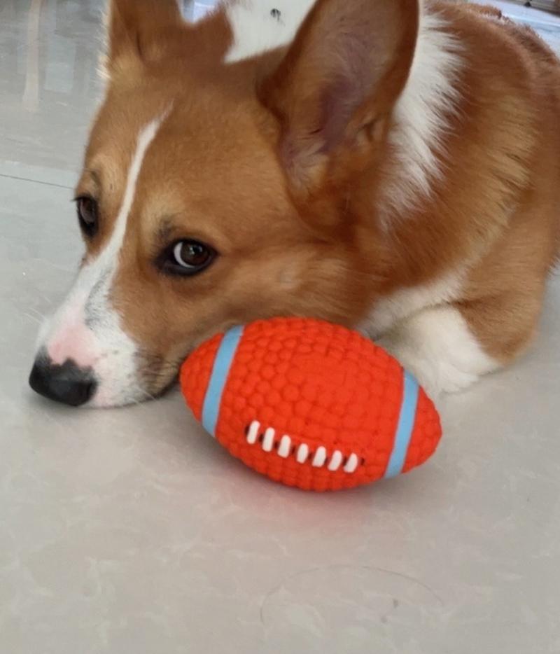 小狗狗喜欢玩什么玩具_小狗最爱玩什么玩具-第2张图片-后鲨宠物 小狗狗喜欢玩什么玩具_小狗最爱玩什么玩具-第2张图片-后鲨宠物