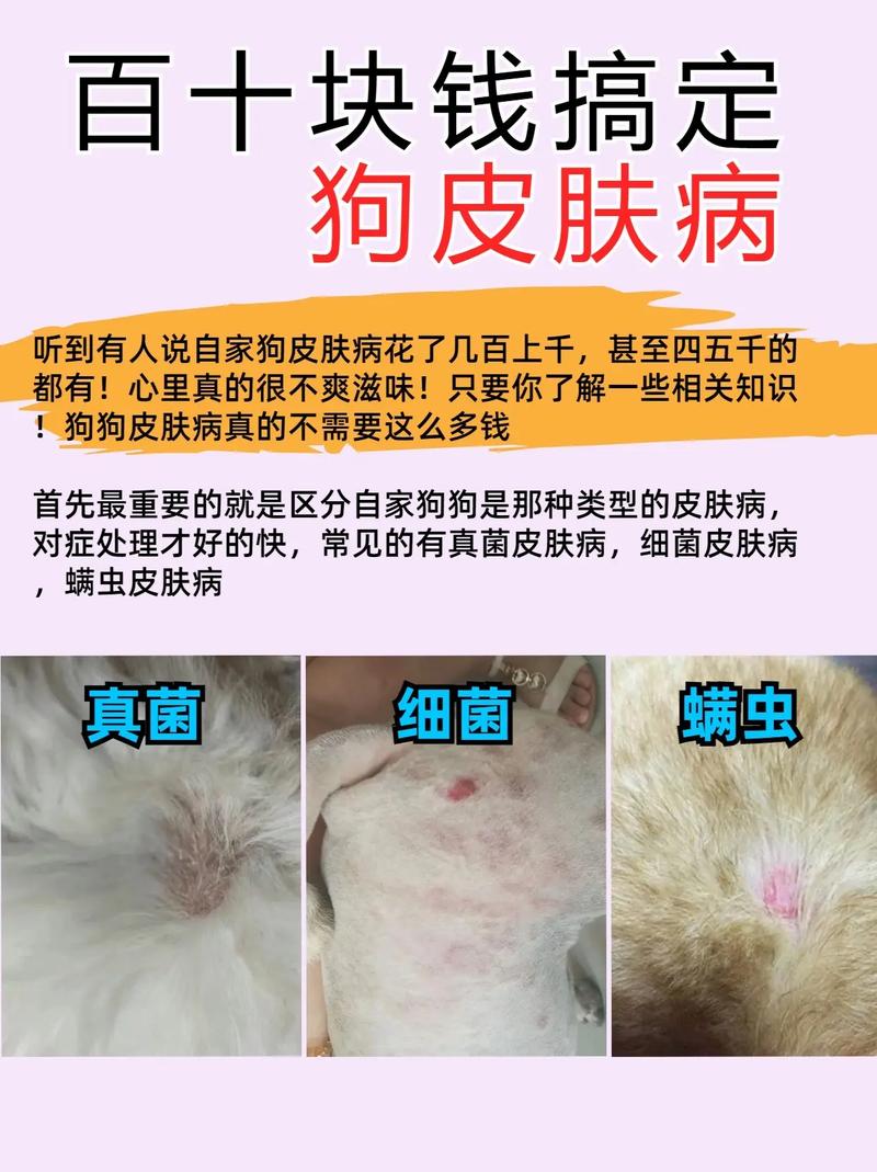 狗狗皮肤病吃维生素b几,狗狗皮肤病吃维生素b几片??-第1张图片-后鲨宠物 狗狗皮肤病吃维生素b几,狗狗皮肤病吃维生素b几片??-第1张图片-后鲨宠物