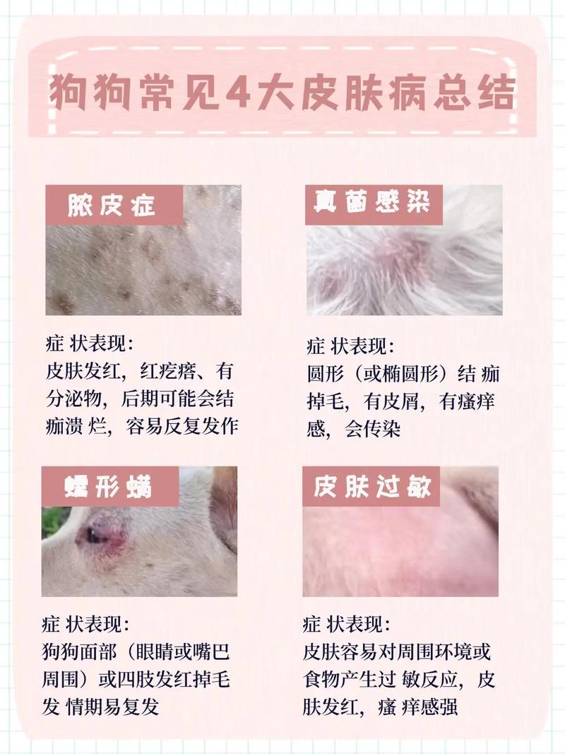 狗狗皮肤病吃维生素b几,狗狗皮肤病吃维生素b几片??-第3张图片-后鲨宠物 狗狗皮肤病吃维生素b几,狗狗皮肤病吃维生素b几片??-第3张图片-后鲨宠物